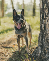 Portrait of Australian cattle dogs. Dog is designed for pastoral service.