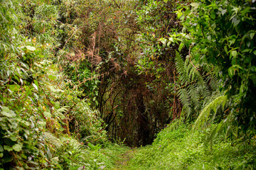 Camino del bosque Andino - Guango, Ecuador