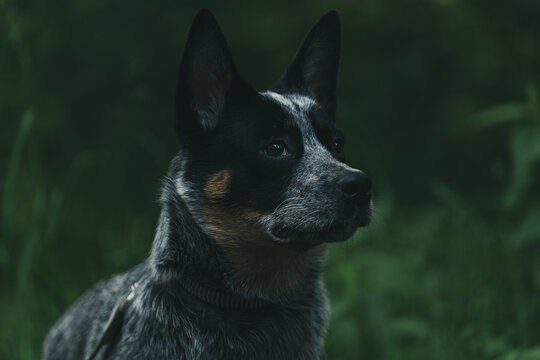 Portrait Of Australian Cattle Dogs. Dog Is Designed For Pastoral Service.