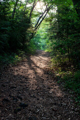 aokigahara suicide forest