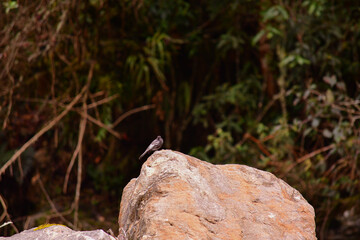 Ave en una roca del río Guango, Ecuador