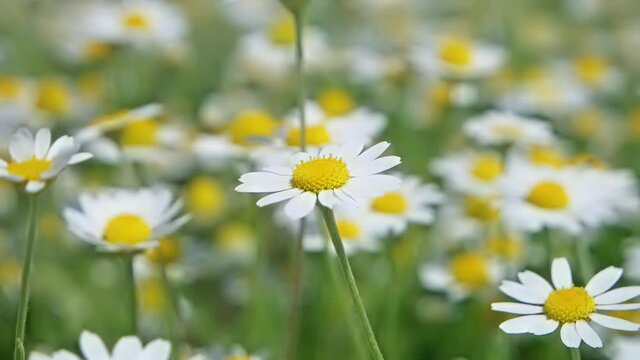 White flowers daysies chamomile on green nature field. Full HD clip