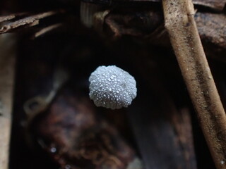 Obraz premium Close up on top of mushroom