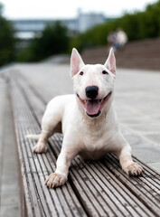 portrait of a white Terrier, which lies on the wooden cover. English bull Terrier a fighting dog