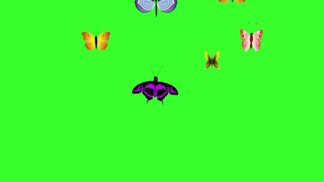 Animated colorful beauty butterfly on green screen chroma key