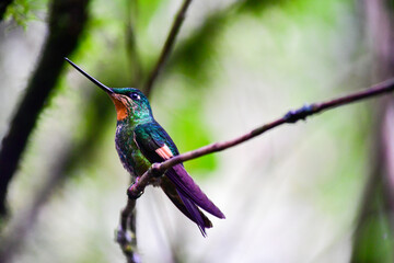 Estrella delanterada / Coeligena lutetiae / Buff-winged starfrontlet hummingbird - Ecuador © Migue