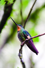 Fototapeta premium Estrella delanterada / Coeligena lutetiae / Buff-winged starfrontlet hummingbird - Ecuador