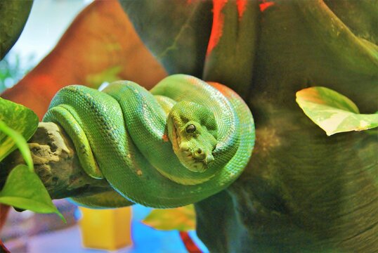 Coiled Green Snake