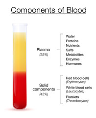 Components of blood infographic. Test tube with centrifuged plasma and solid components - the red and white blood cells and platelets. Isolated vector illustration on white background.
