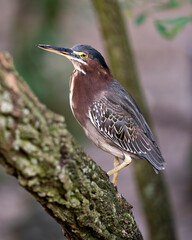 Green Heron bird Stock Photos.   Green Heron bird close-up profile view with bokeh background. Green Heron picture, image, portrait, photo.