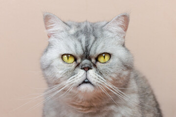 
gray cat of exotic breed with yellow eyes looks at us