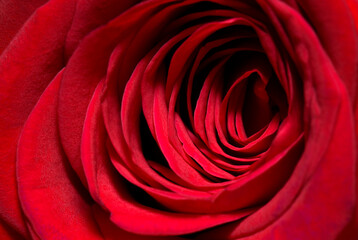 Natural fresh Red rose background wallpaper