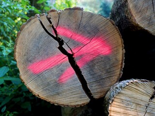 Baumstamm - Riss - roter Pfeil zeigt Richtung an