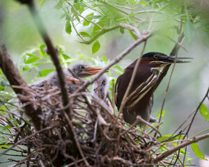 Green Heron stock photos. Image. Picture. Portrait. Close-up profile view. Background. Baby Green Heron. Adult Green Heron.