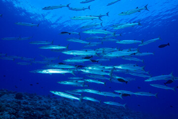 school of barracuda fish