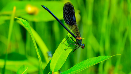 Blue demoiselle dragonfly, Calopteryx splendens or damselfly resting on green leaves. Close up of beautiful insect in wildlife at sunny summer day. Selective focus, entomology concept 