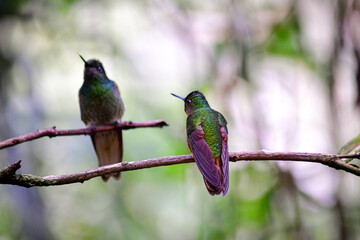 Colibríes - Guango, Ecuador