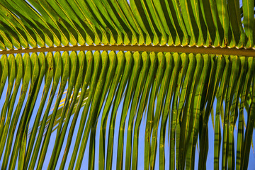 Green palm leaf pattern on blue sky background. Tropical island nature photo. Sunny day in exotic place.