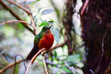Colibrí pecho castaño / Chestnut-breasted coronet hummingbird / Boissonneaua matthewsii - Guango, Ecuador