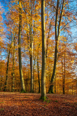 Sunny Beech Tree Forest under blue sky in Autumn