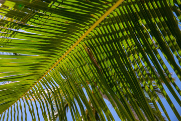 Green palm branch on blue sky background. Tropical island nature photo. Sunny day in exotic place