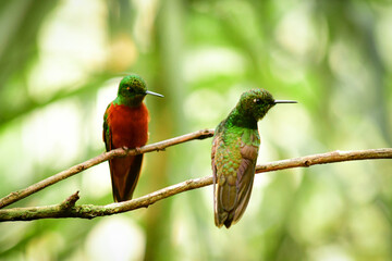 Colibríes - Guango, Ecuador © Migue
