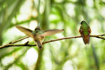 Colibríes - Guango, Ecuador © Migue