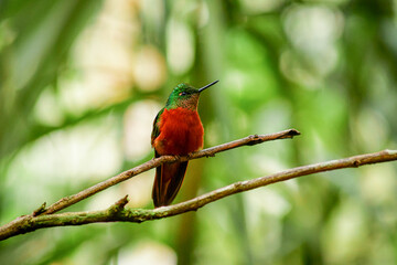 Colibrí pecho castaño / Chestnut-breasted coronet hummingbird / Boissonneaua matthewsii - Guango, Ecuador © Miguel Angel