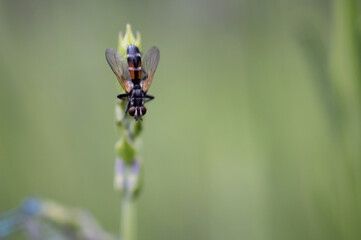 Fly