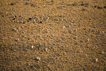 Rural scenic. Flock of sheep grazing in the mountain yellow grassland. 