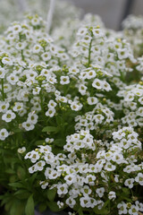 White flowers of Alyssum (plant in the family Brassicaceae) in garden. Blossoming of Alyssum. Alyssum bloom in flowerpot. Spring plants, nature. Postcard with flowers (Alyssum). Macro photography