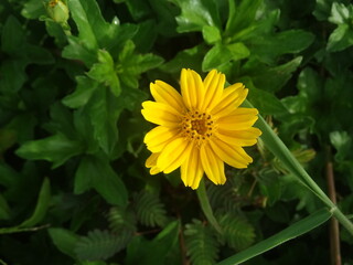 beautyful small yellow flower with green leafs