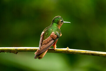 Colibrí pecho castaño / Chestnut-breasted coronet hummingbird / Boissonneaua matthewsii - Guango, Ecuador © Migue