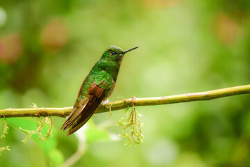 Colibrí colihabano o chupasavia  / Boissonneaua flavescens - Guango, Ecuador © Migue