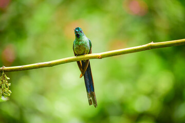 El silfo celeste​ / Cometa colivioleta / Violet-tailed Sylph - Guango, Ecuador