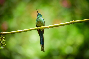 El silfo celeste​ / Cometa colivioleta / Violet-tailed Sylph - Guango, Ecuador © Miguel Angel