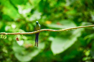 El silfo celeste​ / Cometa colivioleta / Violet-tailed Sylph - Guango, Ecuador © Migue