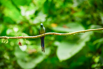 El silfo celeste​ / Cometa colivioleta / Violet-tailed Sylph - Guango, Ecuador