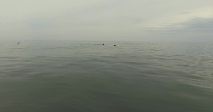 Dark Sand Beach with lots of Sea Weed and Pieces of Wood at Dusk in Anticosti Island, Canada