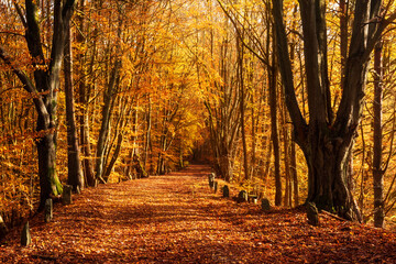 Fototapeta premium Old 17th Century Stagecoach Road through Sunny Golden Forest of Beech Trees in Autumn, Leafs Changing Colour