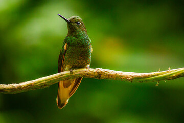 Colibri colihabano / Buff tailed Coronet / Boissonneaua flavescens - Guango, Ecuador © Migue