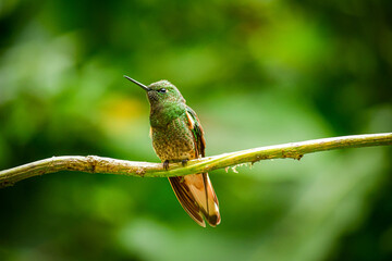Colibri colihabano / Buff tailed Coronet / Boissonneaua flavescens - Guango, Ecuador © Miguel Angel
