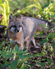 Naklejka na ściany i meble Gray fox animal stock photo. Gray fox animal close-up profile view with a foliage background.