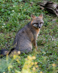 Obraz premium Gray fox animal stock photo. Gray fox animal close-up profile view with a foliage background.