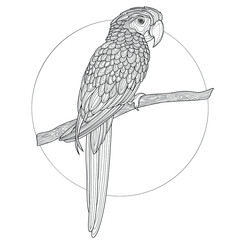 Parrot.Coloring book antistress for children and adults. Zen-tangle style.Black and white drawing © Екатерина Власенко