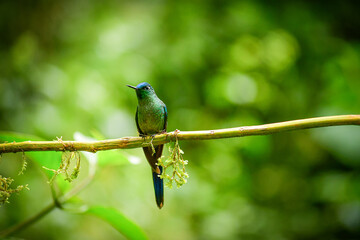 El silfo celeste​ / Cometa colivioleta / Violet-tailed Sylph - Guango, Ecuador © Miguel Angel