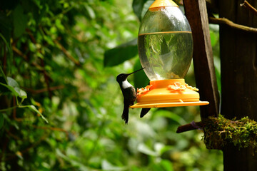 Inca collarejo / Collared inca / Coeligena torquata - Guango, Ecuador © Migue