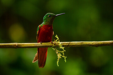 Colibrí pecho castaño / Chestnut-breasted coronet hummingbird / Boissonneaua matthewsii - Guango,...