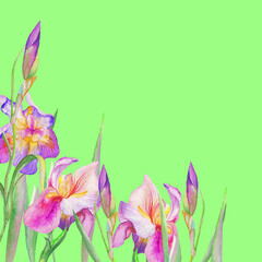 beautiful irises are blooming. Watercolor - 362049601