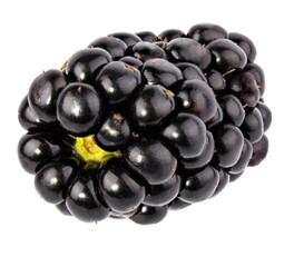 Blackberry isolated on white background with clipping path